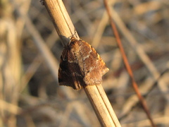 Epirranthis diversata