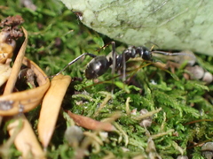 Lasius