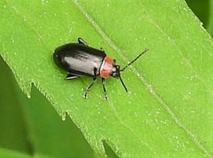 Disonycha xanthomelas