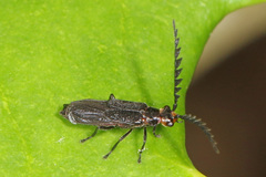 Tytthonyx erythrocephala