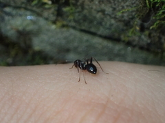 Lasius