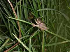 Gastrotheca cuencana