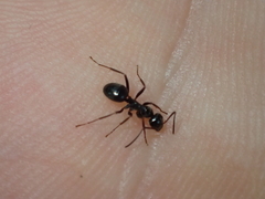 Lasius