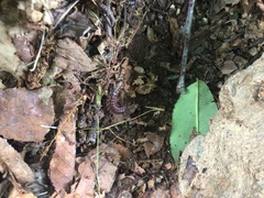 Pseudopolydesmus canadensis