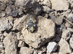 Megachile canariensis