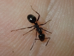 Lasius
