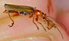 Cantharis pallida