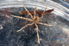 Ammothea hilgendorfi