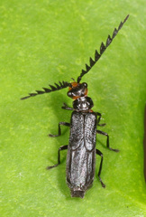 Tytthonyx erythrocephala