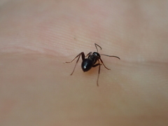 Lasius