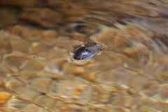 Dineutus sublineatus