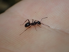 Lasius
