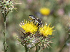 Megachile canariensis