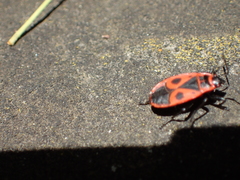 Pyrrhocoris apterus