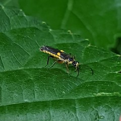 Trypherus frisoni