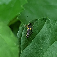 Trypherus frisoni