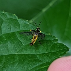 Trypherus frisoni
