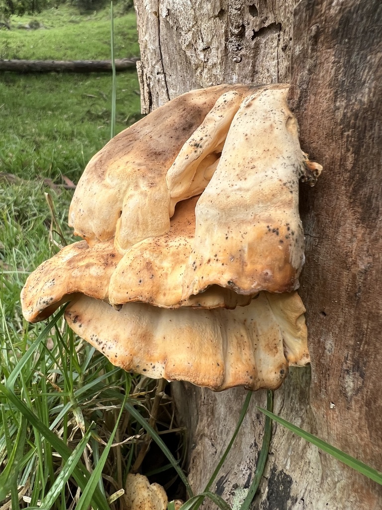 Laetiporus sulphureus · June 2022 · photo: © nbareschu (iNaturalist, cc-by)