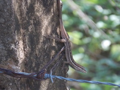 Anolis auratus