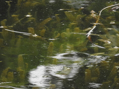 Potamogeton lucens