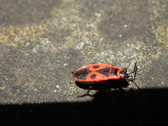 Pyrrhocoris apterus