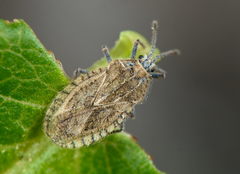 Tingis pilosa