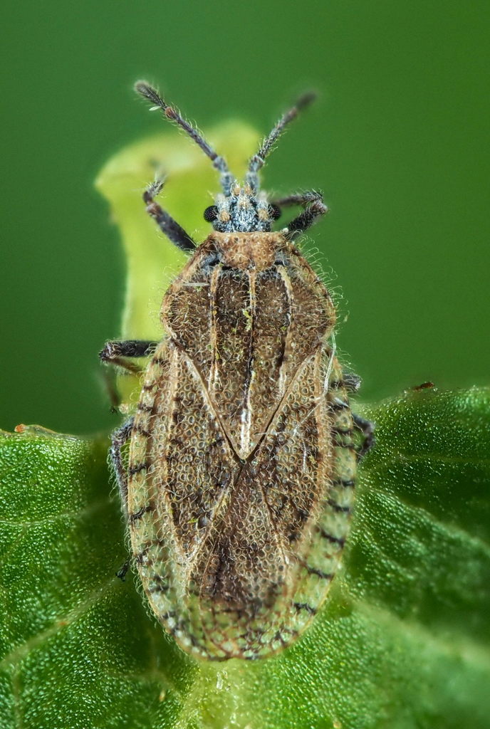 Tingis pilosa