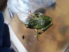Gastrotheca pseustes