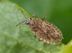 Tingis pilosa