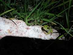 Gastrotheca pseustes