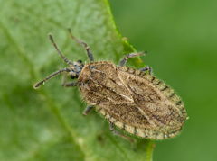Tingis pilosa