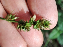 Carex muricata pairae