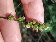 Carex muricata pairae
