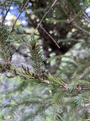 Arceuthobium pusillum