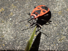 Pyrrhocoris apterus