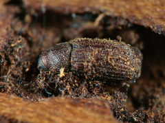 Hylurgops palliatus