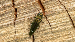 Agrilus biguttatus
