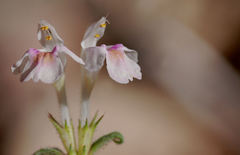 Galeopsis segetum
