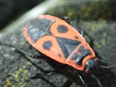 Pyrrhocoris apterus