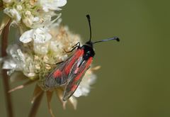 Zygaena sarpedon