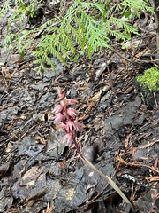 Corallorhiza striata