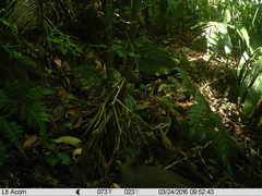 Crypturellus boucardi