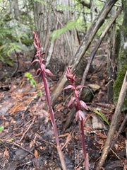 Corallorhiza striata