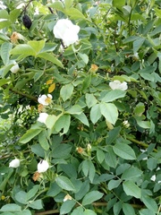 Rosa deseglisei