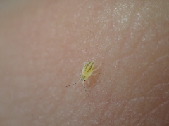 Pterygota