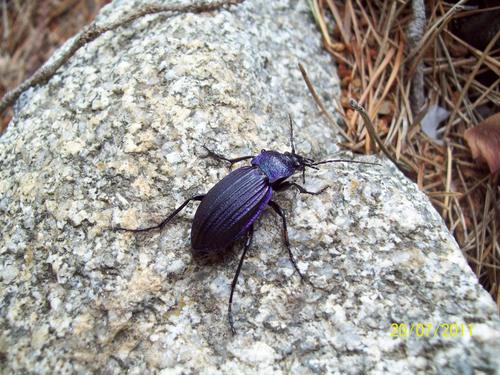 Carabus exaratus