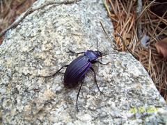 Carabus exaratus