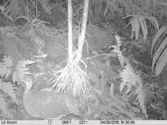 Crypturellus boucardi