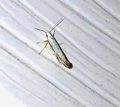 Argyresthia subreticulata