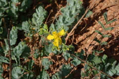 Hypericum tomentosum